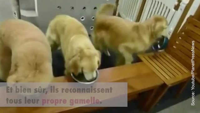 Ces chiens sont très bien dressés !