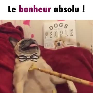 Un chien se fait masser et il adore