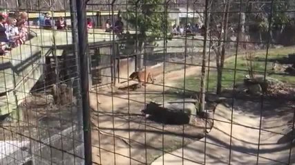 Une femme se jette dans la cage aux lions