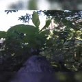 Un écureuil prend une GoPro et nous montre son quotidien