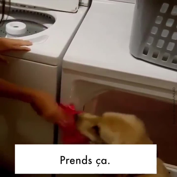 Ce chien aide sa maîtresse dans les tâches ménagères