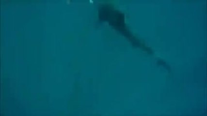 Rencontre incroyable avec un requin tigre