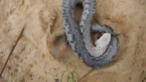 Un serpent simule sa mort