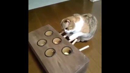 Jeu de taupe avec un chat