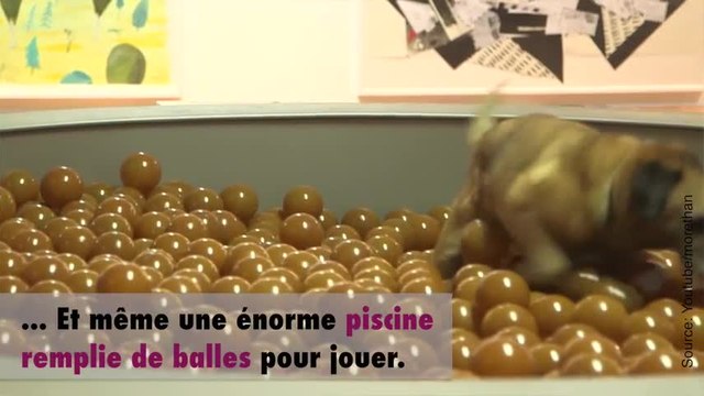 Une exposition réservée aux chiens