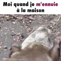 Une loutre jongle avec des pierres
