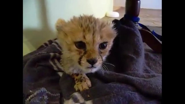 Ce bébé léopard miaule comme un chaton