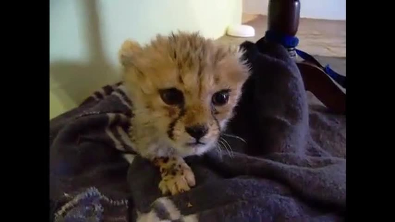 Ce bébé léopard miaule comme un chaton
