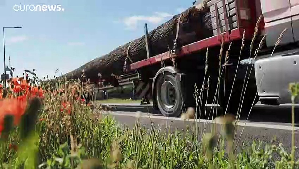 Acht Eichen für den neuen Sockel von Notre Dame