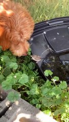 Dog Sniffs and then Snags a Baby Bird