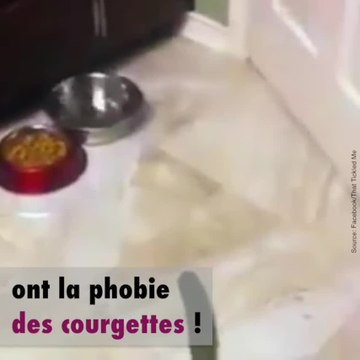 Les chats et les courgettes, une drôle de relation