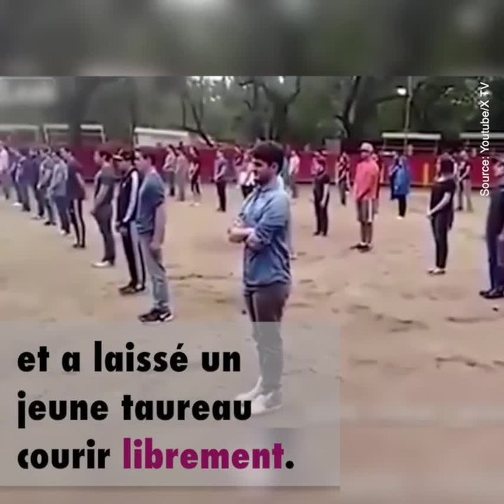 Des étudiants immobiles dans une arène et un taureau inoffensif