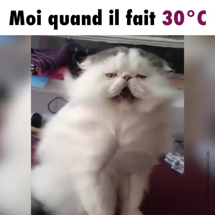 Un chat et un ventilateur