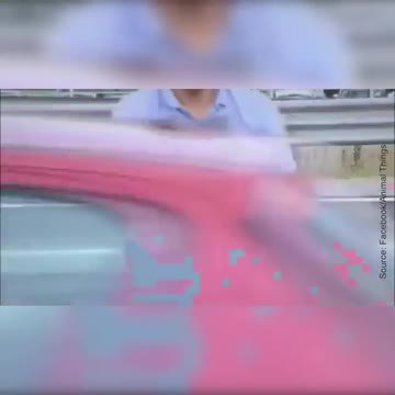 Les pompiers sauvent une famille de canards