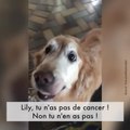 La réaction d'un chien à ses résultats du cancer