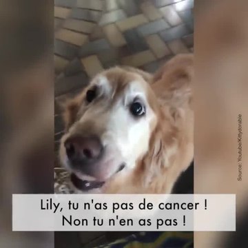 La réaction d'un chien à ses résultats du cancer
