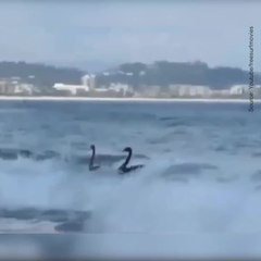 Des cygnes font du surf sur l'océan