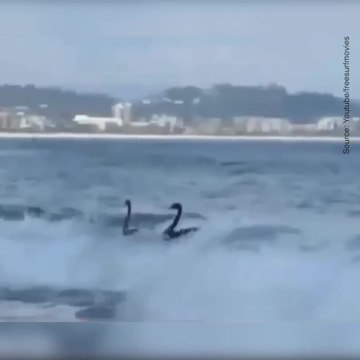 Des cygnes font du surf sur l'océan