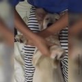 Un chien se fait masser et apprécie beaucoup