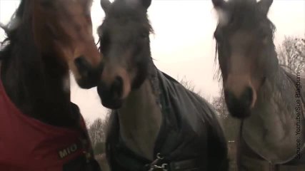 Des chevaux réunis après quatre ans sans se voir