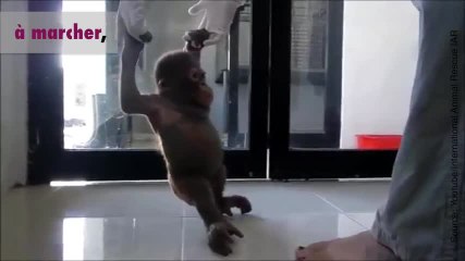 Budi le singe libéré de sa cage