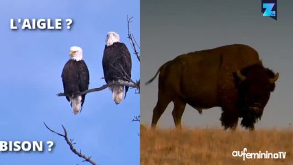 Le Bison, nouvel emblème des États-Unis