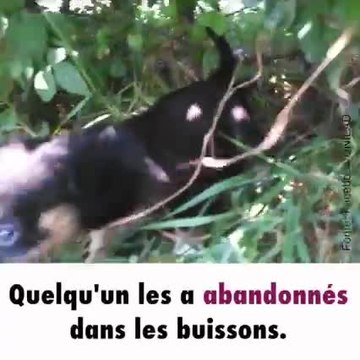 Un homme trouve cinq chiots abandonnés dans son buisson