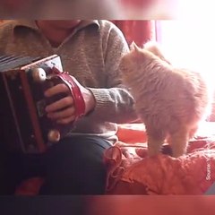 Un chat qui adore l'accordéon