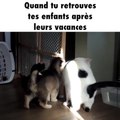 Un chat se fait câliner par deux chiots