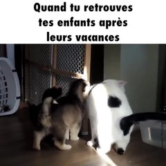 Un chat se fait câliner par deux chiots