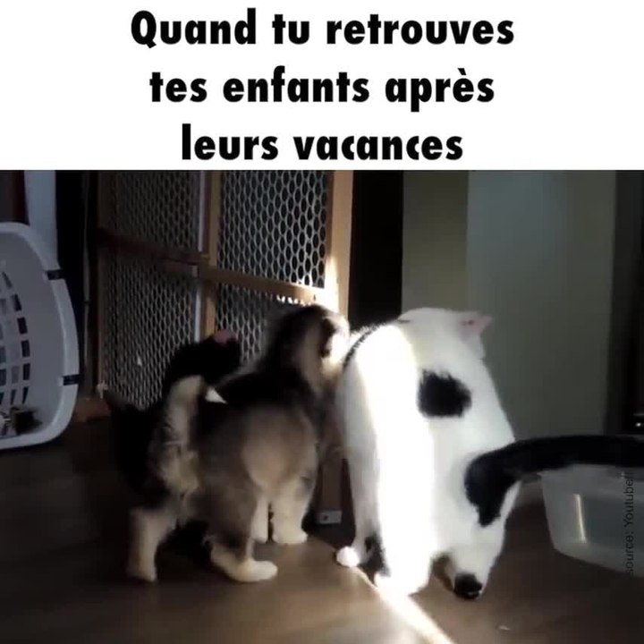 Un chat se fait câliner par deux chiots