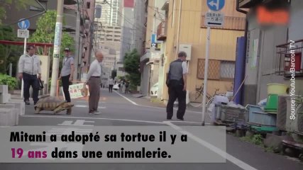 Une amitié entre un homme et sa tortue au Japon