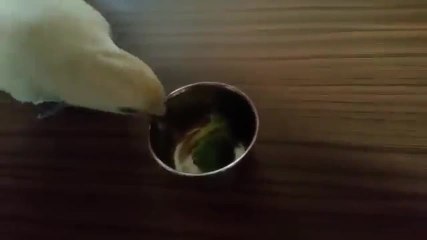 Cette perruche déteste les brocolis