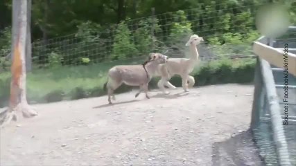 Cet âne n’est pas très prêteur !