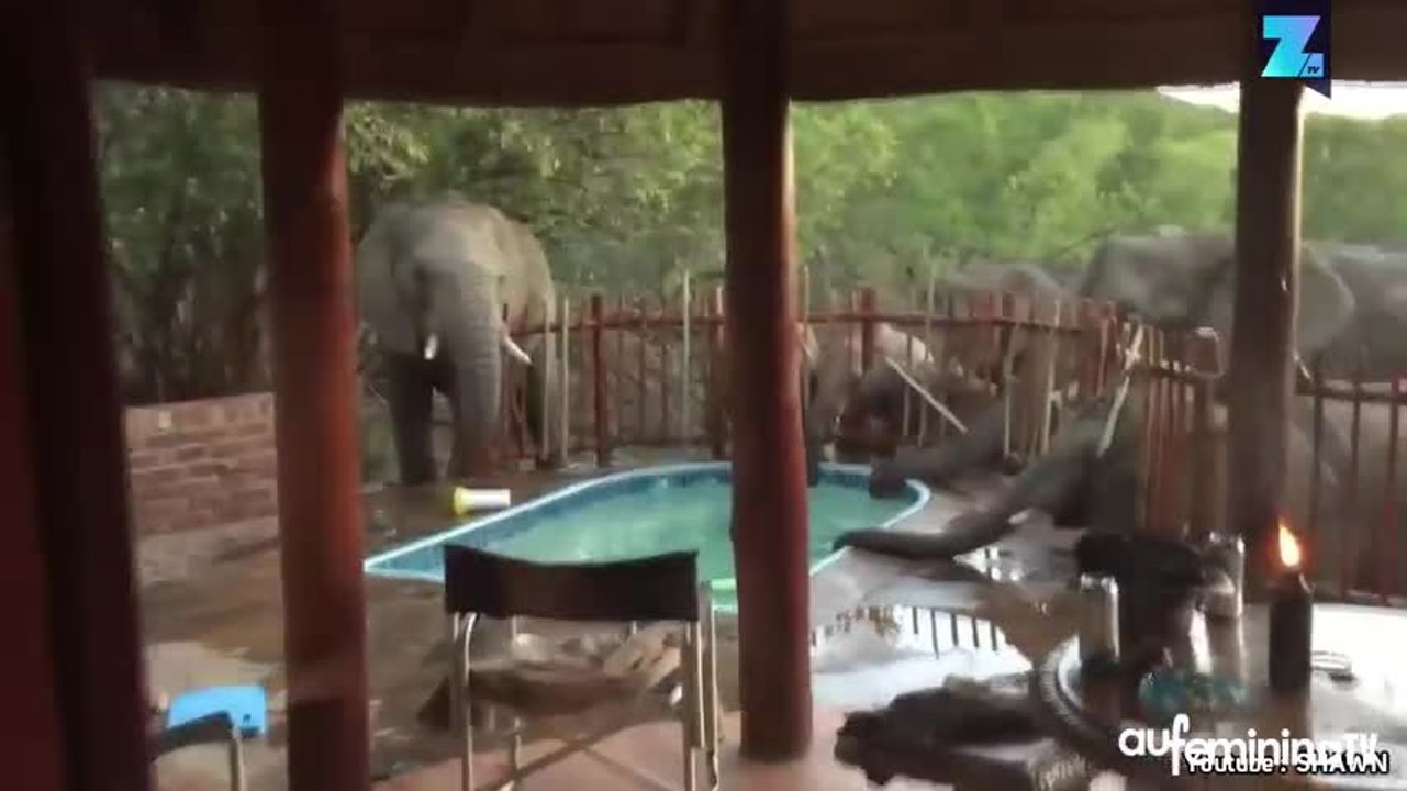 Un troupeau d’éléphants prend d’assaut une piscine !