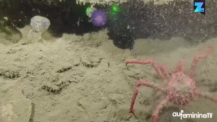 Découverte d’un véritable extraterrestre dans la mer !