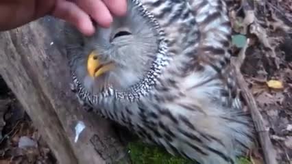 Rencontre improbable avec une chouette