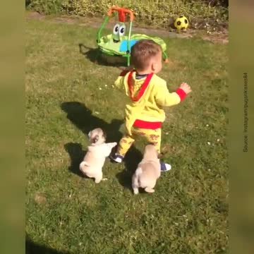 L'amitié d'un bébé avec ses chiots