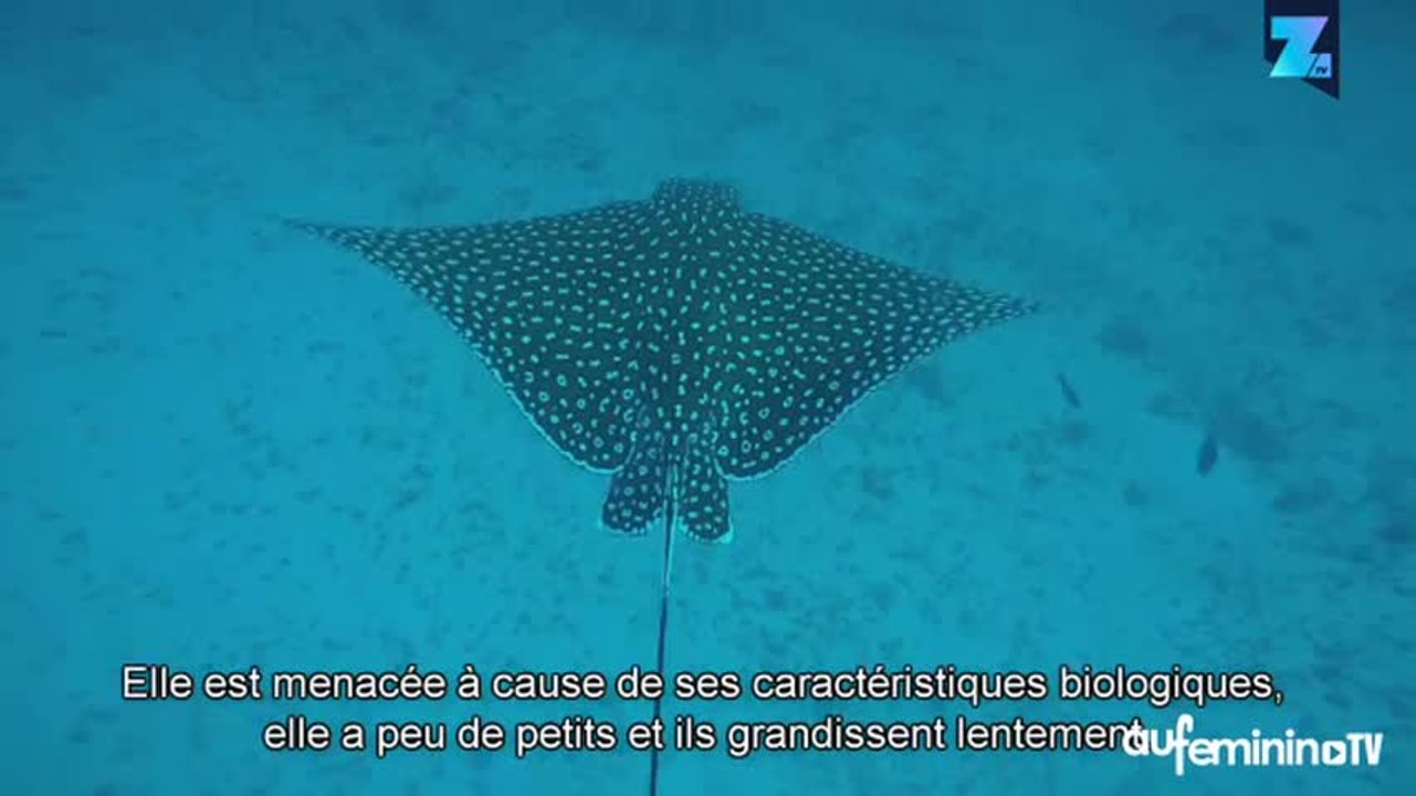 L’aigle de mer-léopard, une fabuleuse espèce méconnue