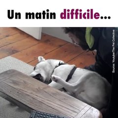 Un husky refuse d'aller dans sa niche et le fait savoir