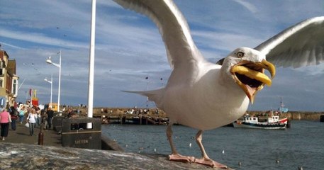 Cette photographe a réussi à capturer le moment parfait où une frite atterrit dans le bec d'une mouette