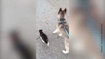 Amour fou entre un husky et un chaton