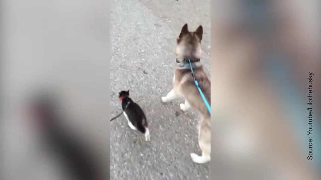 Amour fou entre un husky et un chaton
