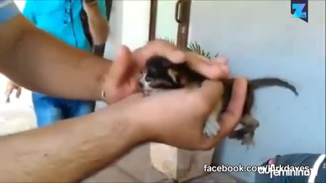 Le sauvetage in extremis de chatons enterrés vivants