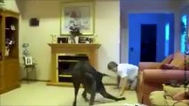 Un jeune homme joue avec un chien géant