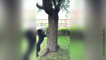 Partie de cache-cache endiablée pour cet écureuil et ce chien…