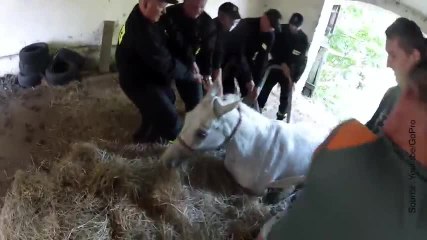 Ils tentent de sauver cette jument tombée dans un trou