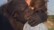 Après 18 ans, ces chimpanzés retrouvent celle qui les a sauvés