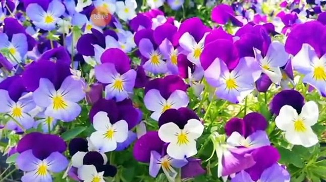 مقطع رائع جدا جدا ليلة في حراسة الجند ماذا في هذه الليله من أهوال ؟