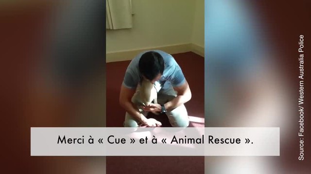 Ce bébé kangourou prend ce policier pour sa maman !